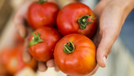 hand holding 4 red tomatoes