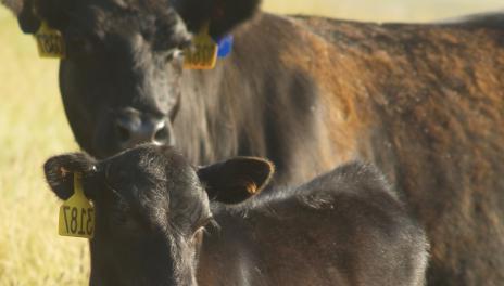 brown cows - mother and offspring. Both with yellow ear tags