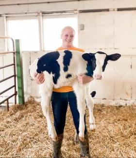 student holding a dairy cow in a pen